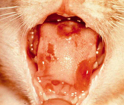 Каудальный стоматит кошек лечение